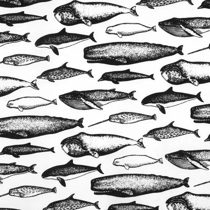 Popeline di cotone con animali marini